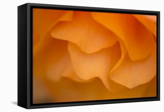 Begonia Glow II-Rita Crane-Framed Premier Image Canvas