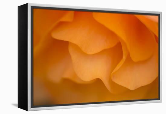 Begonia Glow II-Rita Crane-Framed Premier Image Canvas