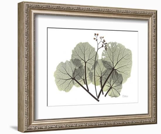 Begonia L298-Albert Koetsier-Framed Photographic Print