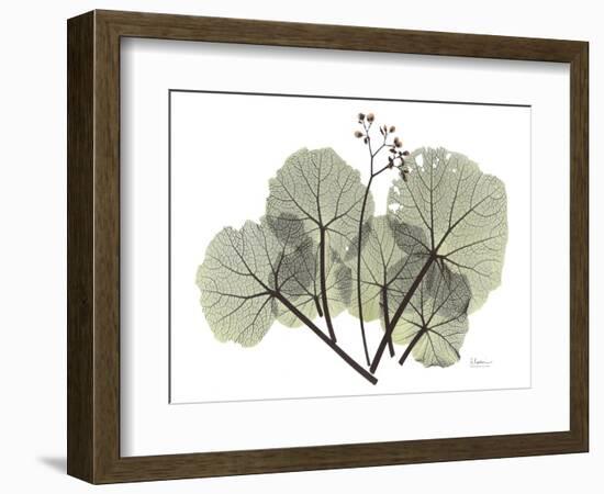 Begonia L298-Albert Koetsier-Framed Photographic Print