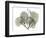 Begonia L298-Albert Koetsier-Framed Photographic Print