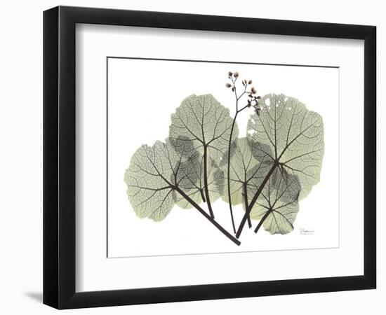 Begonia L298-Albert Koetsier-Framed Photographic Print