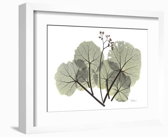 Begonia L298-Albert Koetsier-Framed Photographic Print