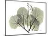 Begonia L298-Albert Koetsier-Mounted Photographic Print