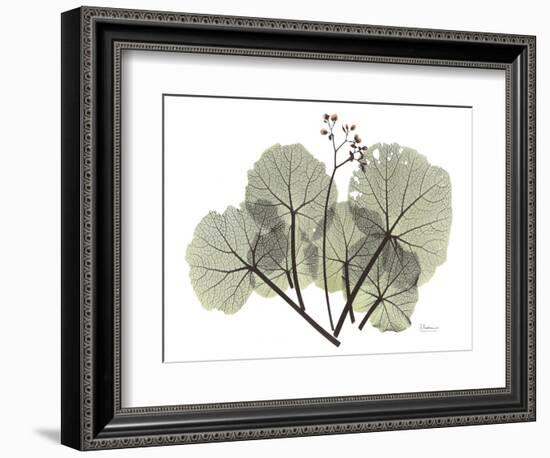 Begonia L298-Albert Koetsier-Framed Photographic Print