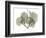 Begonia L298-Albert Koetsier-Framed Photographic Print