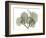Begonia L298-Albert Koetsier-Framed Photographic Print