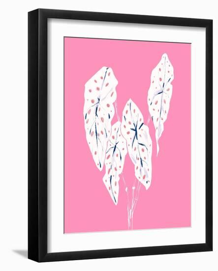 Begonia Maculata Pink-Francesco Gulina-Framed Photographic Print