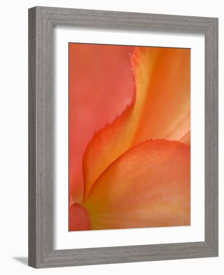 Begonia Petal Close-up-Nancy Rotenberg-Framed Photographic Print