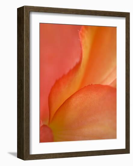 Begonia Petal Close-up-Nancy Rotenberg-Framed Photographic Print