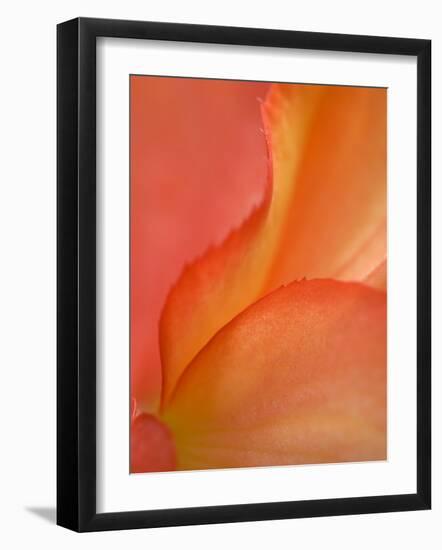 Begonia Petal Close-up-Nancy Rotenberg-Framed Photographic Print