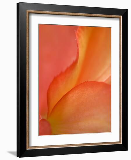 Begonia Petal Close-up-Nancy Rotenberg-Framed Photographic Print