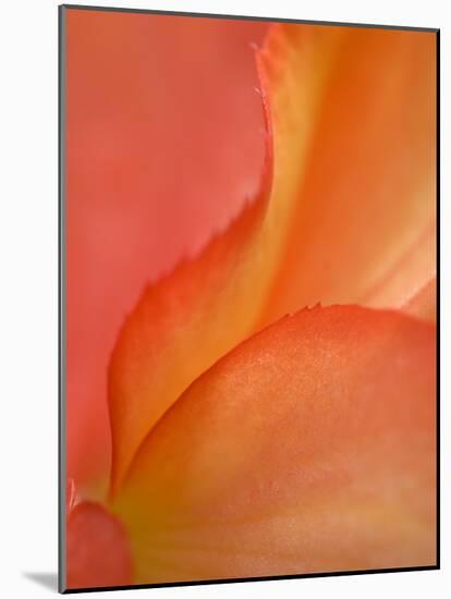 Begonia Petal Close-up-Nancy Rotenberg-Mounted Photographic Print