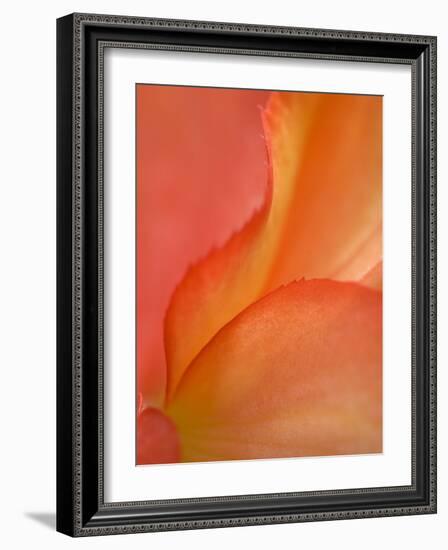 Begonia Petal Close-up-Nancy Rotenberg-Framed Photographic Print