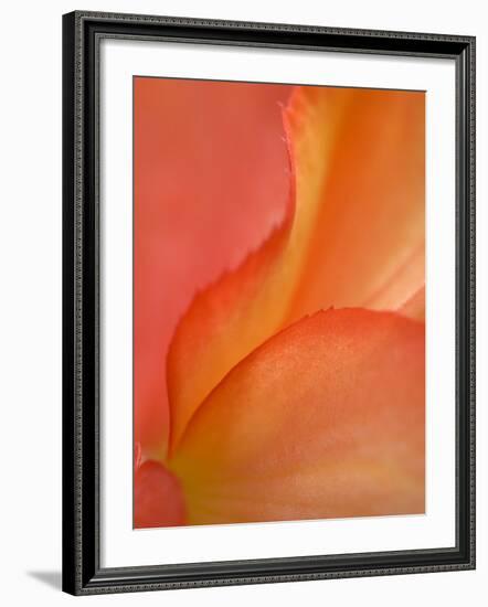 Begonia Petal Close-up-Nancy Rotenberg-Framed Photographic Print