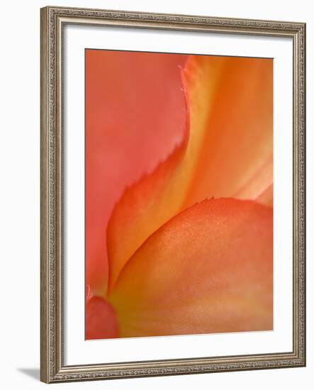 Begonia Petal Close-up-Nancy Rotenberg-Framed Photographic Print