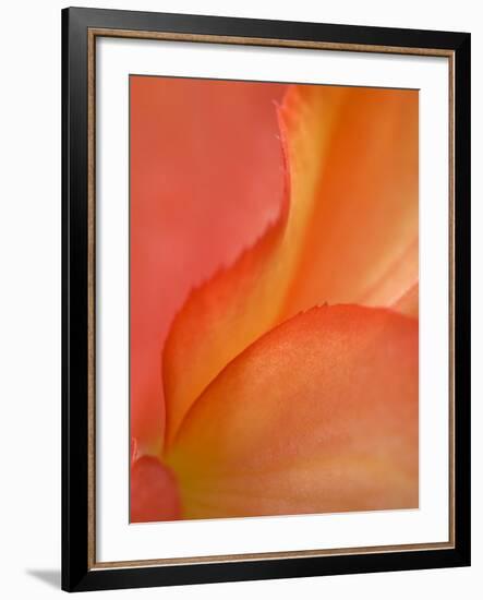 Begonia Petal Close-up-Nancy Rotenberg-Framed Photographic Print