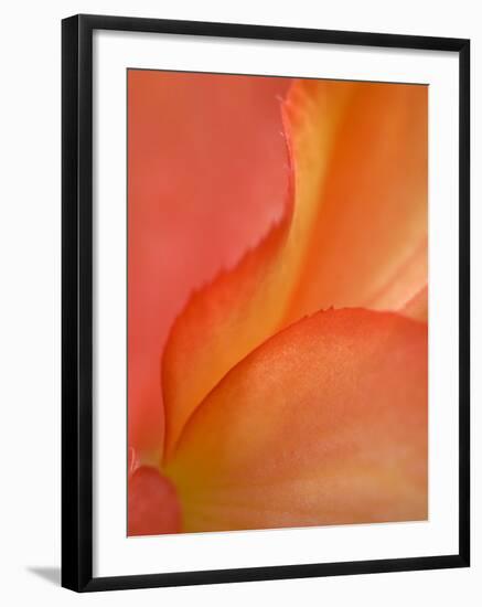 Begonia Petal Close-up-Nancy Rotenberg-Framed Photographic Print