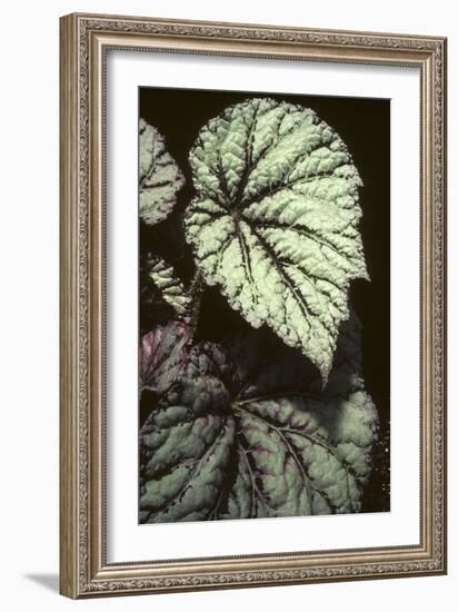 Begonia rex/Begonia-European School-Framed Giclee Print