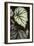 Begonia rex/Begonia-European School-Framed Giclee Print