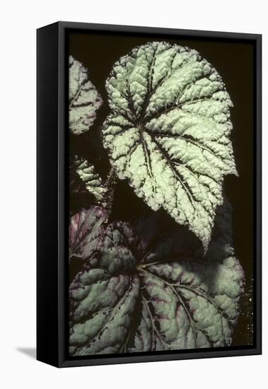 Begonia rex/Begonia-European School-Framed Premier Image Canvas