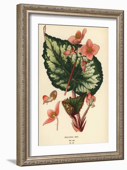 Begonia rex.-Désiré Georges Jean Marie Bois-Framed Giclee Print