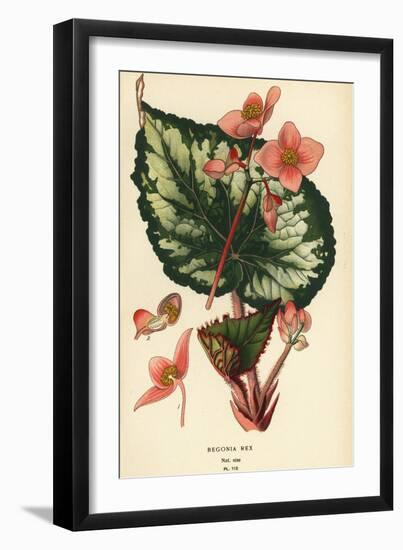 Begonia rex.-Désiré Georges Jean Marie Bois-Framed Giclee Print