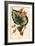 Begonia rex.-Désiré Georges Jean Marie Bois-Framed Giclee Print