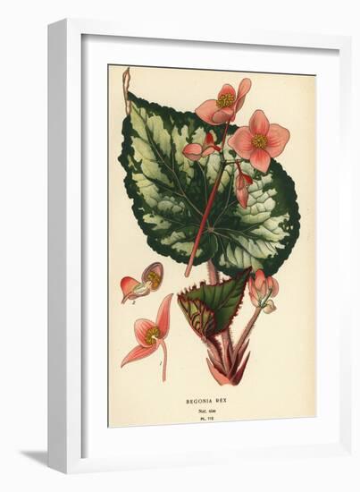 Begonia rex.-Désiré Georges Jean Marie Bois-Framed Giclee Print