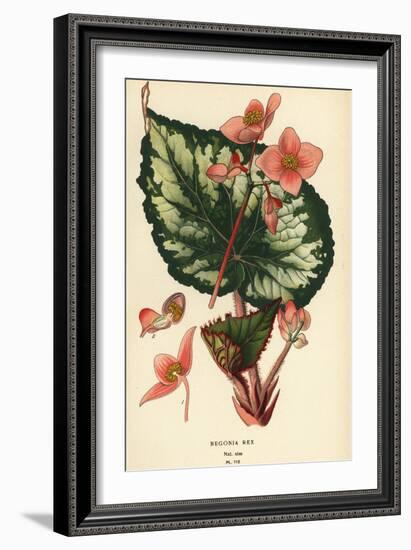 Begonia rex.-Désiré Georges Jean Marie Bois-Framed Giclee Print