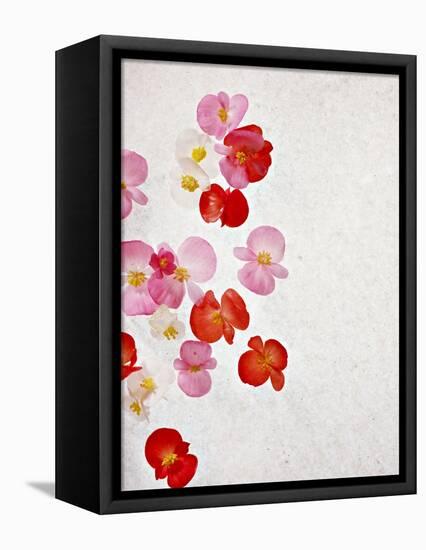 Begonia Semperflorens, Blossoms, Pink, Red, White, Yellow-Axel Killian-Framed Premier Image Canvas