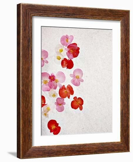 Begonia Semperflorens, Blossoms, Pink, Red, White, Yellow-Axel Killian-Framed Photographic Print