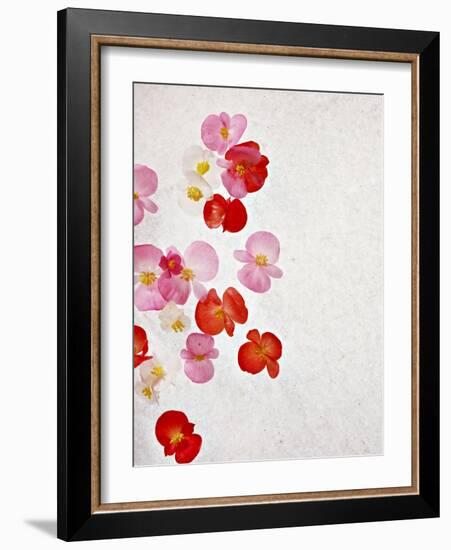 Begonia Semperflorens, Blossoms, Pink, Red, White, Yellow-Axel Killian-Framed Photographic Print