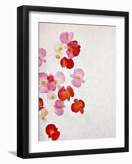 Begonia Semperflorens, Blossoms, Pink, Red, White, Yellow-Axel Killian-Framed Photographic Print