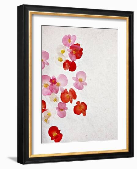 Begonia Semperflorens, Blossoms, Pink, Red, White, Yellow-Axel Killian-Framed Photographic Print