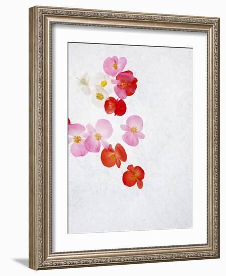 Begonia Semperflorens, Blossoms, Pink, Red, White, Yellow-Axel Killian-Framed Photographic Print