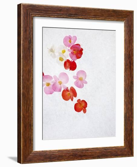 Begonia Semperflorens, Blossoms, Pink, Red, White, Yellow-Axel Killian-Framed Photographic Print