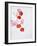 Begonia Semperflorens, Blossoms, Pink, Red, White, Yellow-Axel Killian-Framed Photographic Print