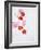 Begonia Semperflorens, Blossoms, Pink, Red, White, Yellow-Axel Killian-Framed Photographic Print