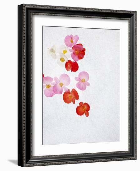 Begonia Semperflorens, Blossoms, Pink, Red, White, Yellow-Axel Killian-Framed Photographic Print