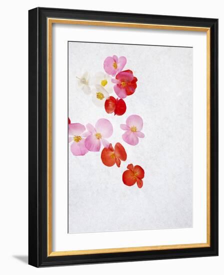 Begonia Semperflorens, Blossoms, Pink, Red, White, Yellow-Axel Killian-Framed Photographic Print