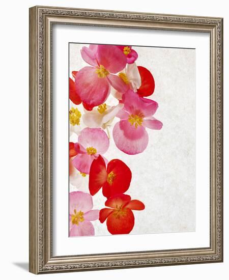 Begonia Semperflorens, Blossoms, Pink, Red, White, Yellow-Axel Killian-Framed Photographic Print