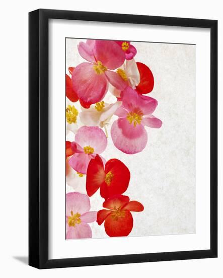 Begonia Semperflorens, Blossoms, Pink, Red, White, Yellow-Axel Killian-Framed Photographic Print