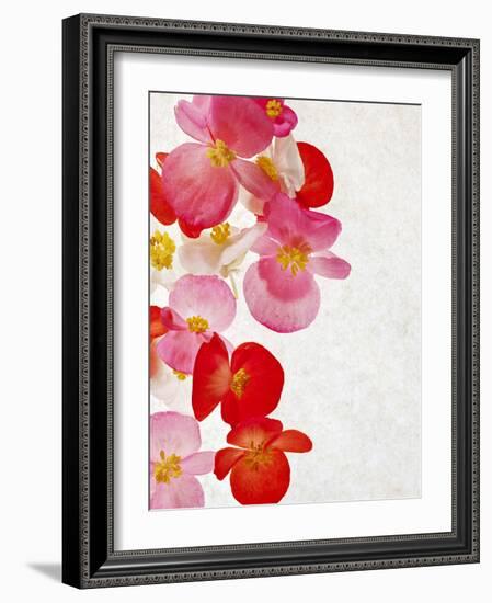 Begonia Semperflorens, Blossoms, Pink, Red, White, Yellow-Axel Killian-Framed Photographic Print