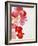 Begonia Semperflorens, Blossoms, Pink, Red, White, Yellow-Axel Killian-Framed Photographic Print