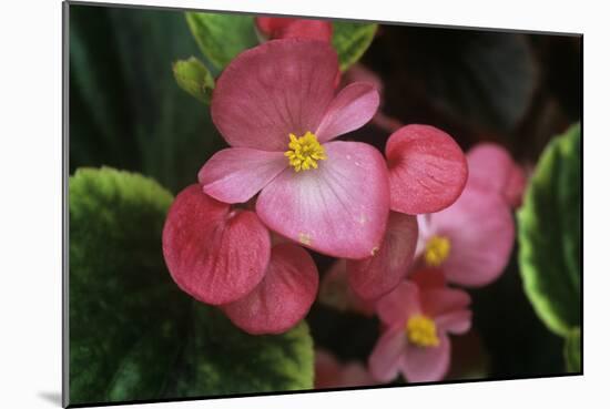 Begonia Semperivirens-Archie Young-Mounted Photographic Print