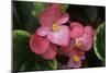 Begonia Semperivirens-Archie Young-Mounted Photographic Print