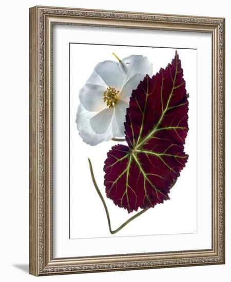 Begonia White-Julia McLemore-Framed Photographic Print