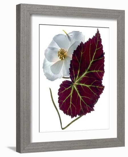 Begonia White-Julia McLemore-Framed Photographic Print