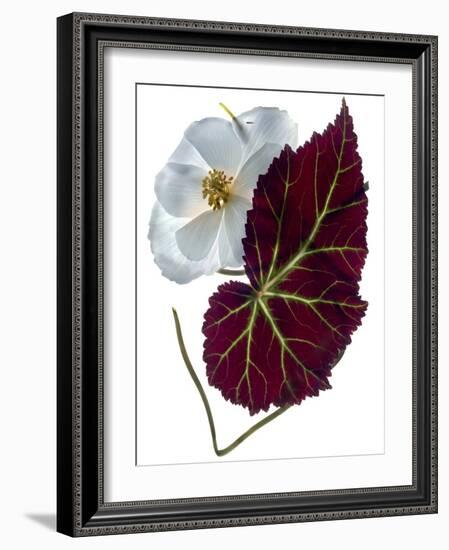 Begonia White-Julia McLemore-Framed Photographic Print